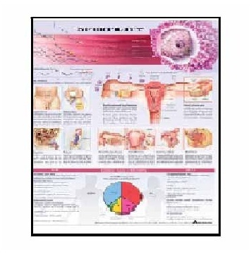 Anatomy Medical U.S.A Charts