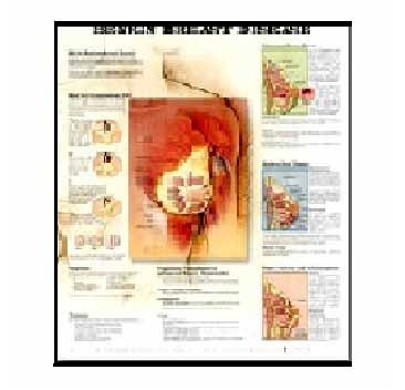 U.S.A. Chart - Paper 24x36 Inches Red | Visual Aid Educational Tool Detailed Map Portrait Wall Chart
