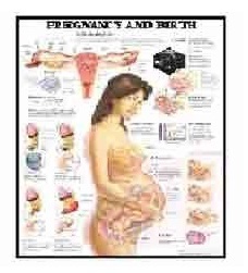 U.S.A. Chart - Laminated Paper, 24x36 Inch, Multicolor | Educational Chart, Visual Aid, Pregnancy Stages, Fetal Development