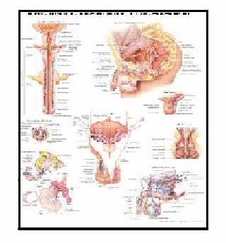 Anatomy Medical U.S.A Charts