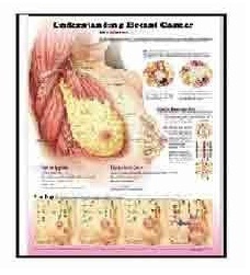 Anatomy Medical U.S.A Charts