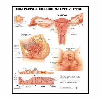 Anatomy Medical U.S.A Charts