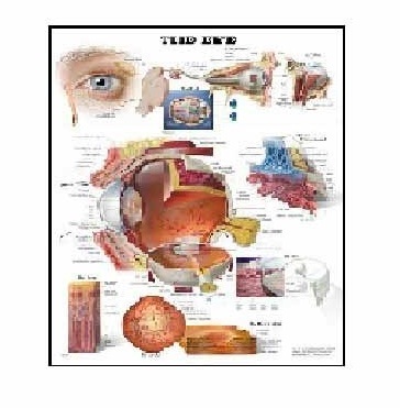 Anatomy Medical U.S.A Charts