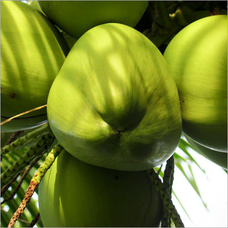 Organic Coconuts