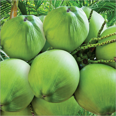 Fresh Organic Coconuts