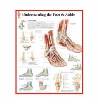 U.S.A Chart - Paper, 24x36 Inches, Red | Detailed Anatomy, Visual Learning, Educational Tool, Clear Diagrams, Full Color Print