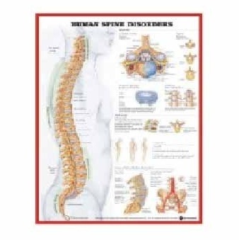 Anatomy Medical U.S.A Charts