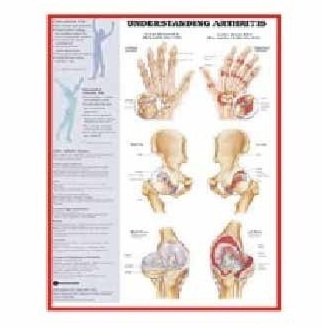 Anatomy Medical U.S.A Charts