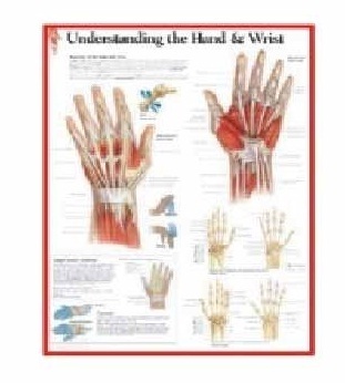 U.S.A. Chart - Laminated Paper 24x36 Inches White, Detailed Anatomy Hand Reference Educational Tool
