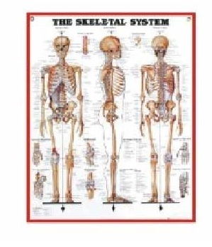 Anatomy Medical U.S.A Charts