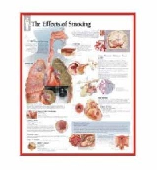 Anatomy Medical U.S.A Charts