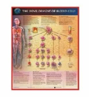 U.S.A. Chart - Paper, 24x36 Inch, Glossy Red | Educational Chart, Blood Cell Types, Visual Aid