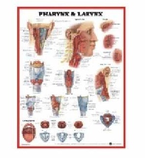 U.S.A. Chart - Paper, 24x36 Inches, White | Detailed Anatomy, Visual Learning, Educational Tool