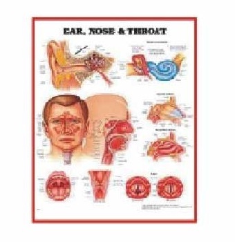 Anatomy Medical U.S.A Charts