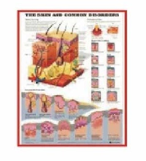 U.S.A. Chart - Paper, Variable Dimensions, Red | Visual Aid, Educational Tool, Detailed Anatomy, Skin Conditions, High-Quality Print