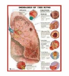 Anatomy Medical U.S.A Charts