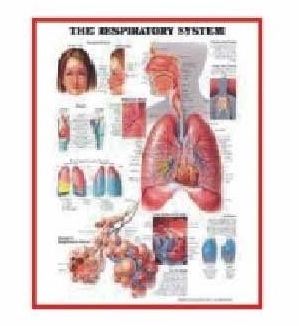 Anatomy Medical U.S.A Charts