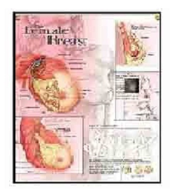 Anatomy Medical U.S.A Charts