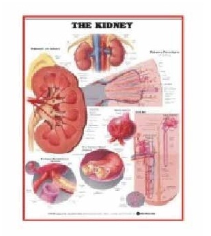 Anatomy Medical U.S.A Charts