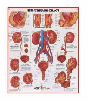 U.S.A. Chart - Paper, 24x36 Inch, Red | Visual Aid, Detailed Anatomy, Educational Medical Chart