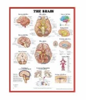 Anatomy Medical U.S.A Charts