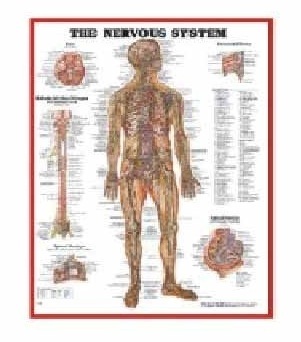Anatomy Medical U.S.A Charts