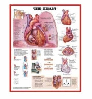 Anatomy Medical U.S.A Charts