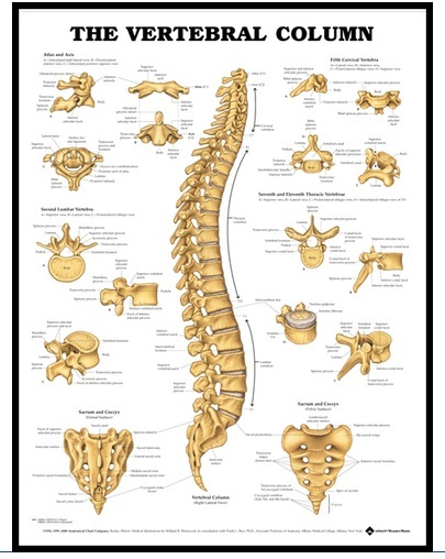 The Vertebral Column