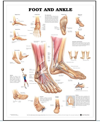 Anatomy Imported 3D Charts