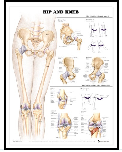 Anatomy Imported 3D Charts