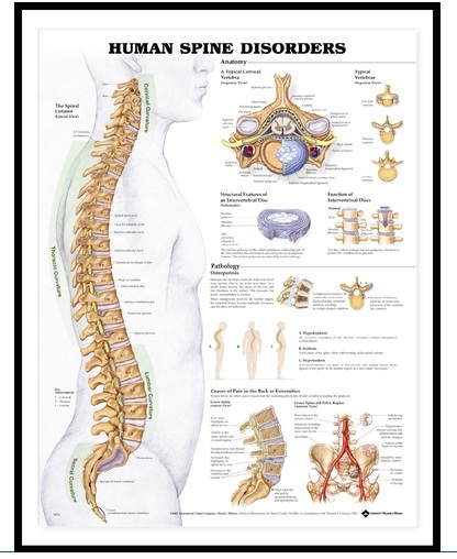 Anatomy Imported 3D Charts