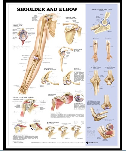 Anatomy Imported 3D Charts