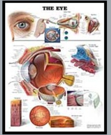 Anatomy Imported 3D Charts