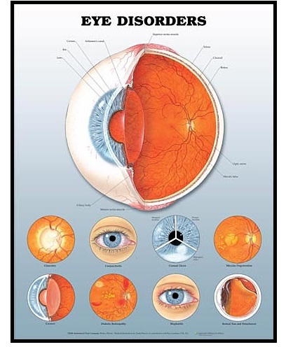 Anatomy Imported 3D Charts