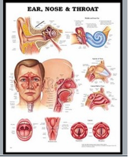 Anatomy Imported 3D Charts