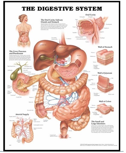Anatomy Imported 3D Charts