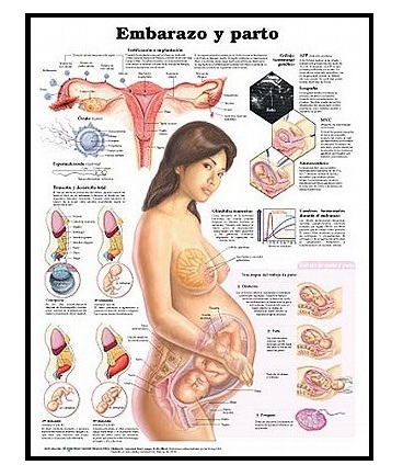 Anatomy Imported 3D Charts