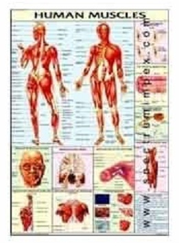 Human Physiology Charts 30 No's