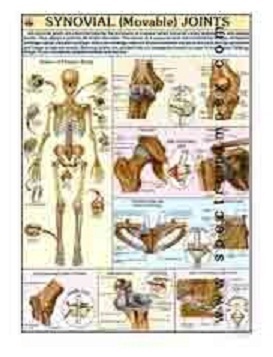 Movable Joints