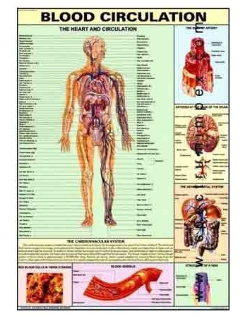 HP03S-Blood Circulation