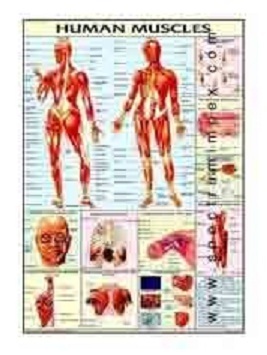 Human Physiology Charts 30 No's