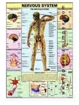Human Physiology Charts 30 No's