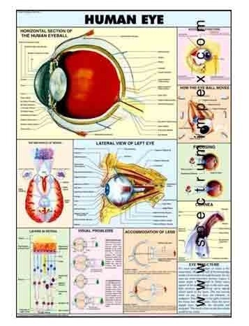 Human Physiology Charts 30 No's