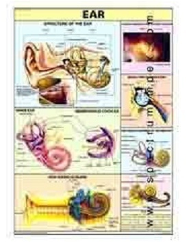 Human Physiology Charts 30 No's