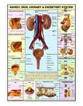 Human Physiology Charts 30 No's