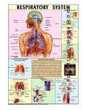 Human Physiology Charts 30 No's