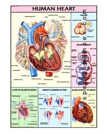 Human Physiology Charts 30 No's