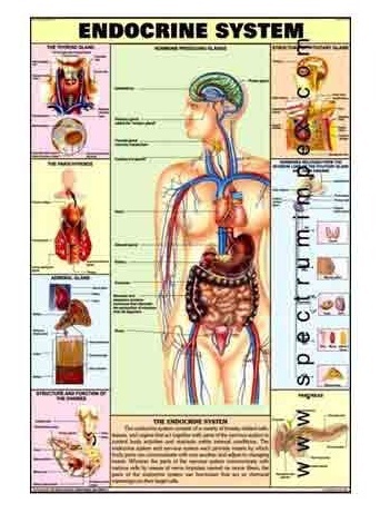 Human Physiology Charts 30 No's
