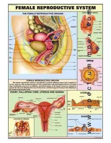 Human Physiology Charts 30 No's