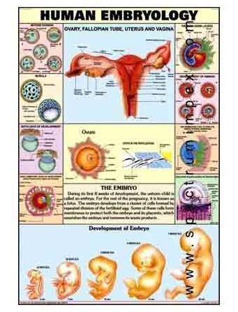 Human Physiology Charts 30 No's